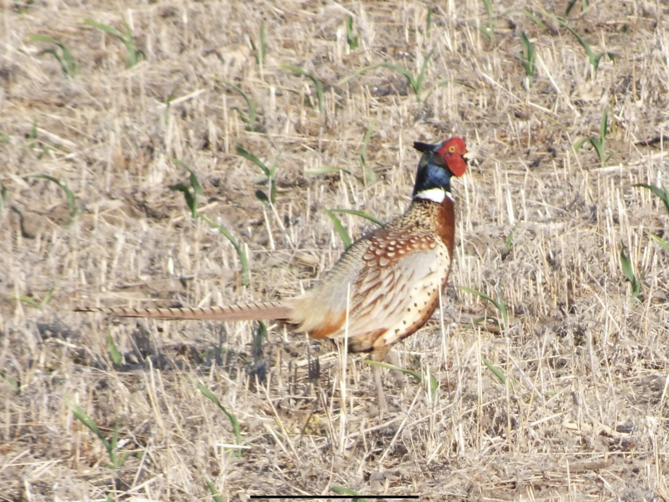 Pheasant - state bird's image